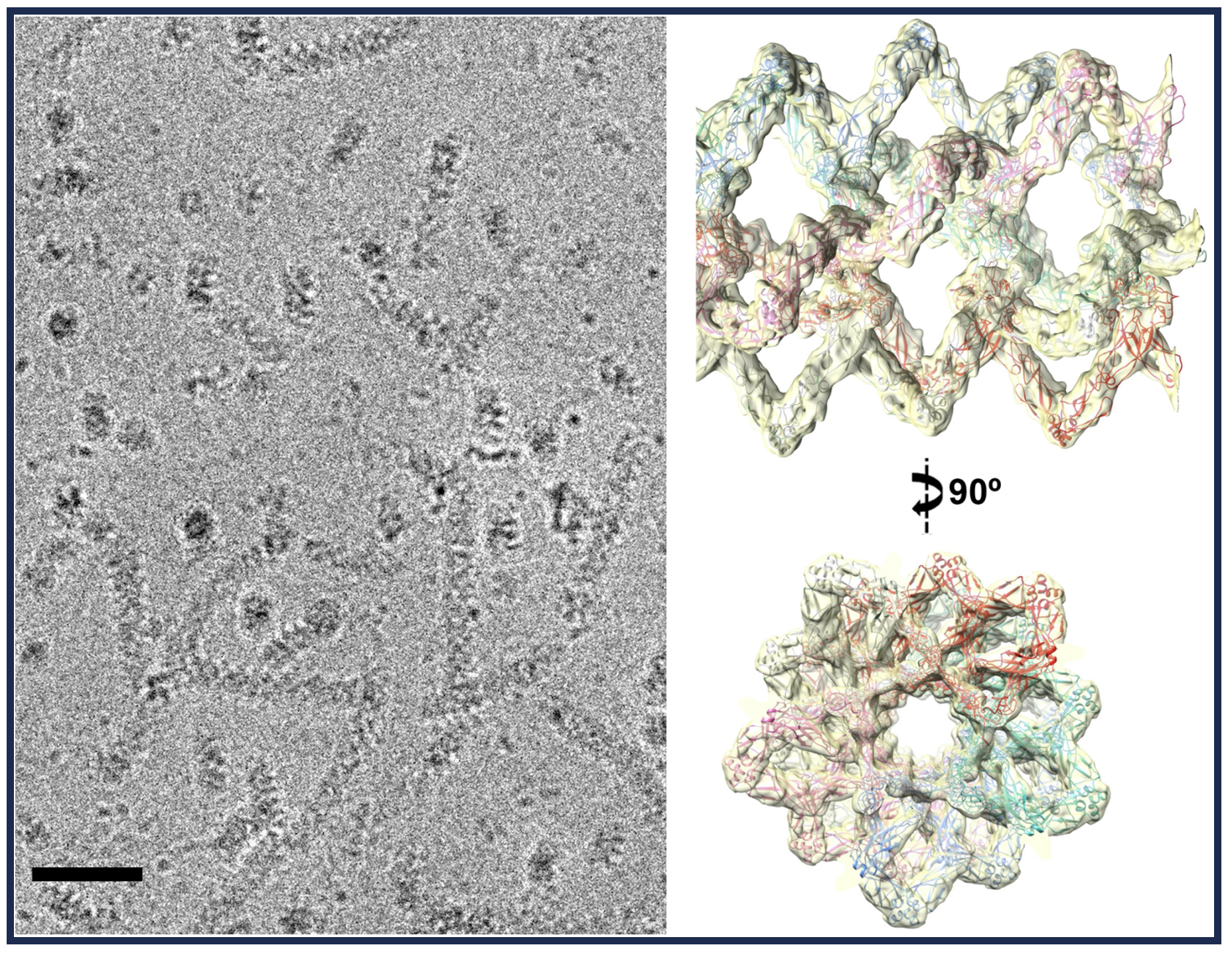 Architecture of DNAJA2 oligomers. Representative field of a CryoEM image of DNAJA2wt, a cochaperone of Hsp70, with a scale bar corresponding to 100 nm (left panel). The right panel displays side and top views of the atomic model of DNAJA2 fitted into the 3D reconstruction of the protein oligomer. The protein dimers align to form longitudinal filaments that interact laterally, resulting in the helical configuration. Each filament is depicted in distinct color.